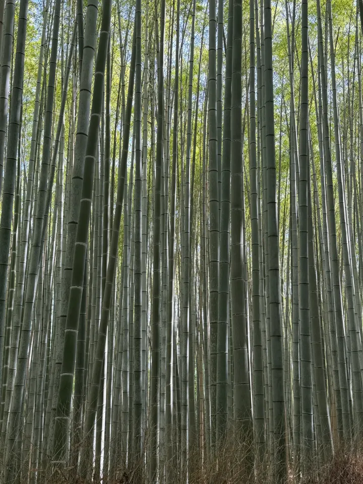 Im Bambuswald von Kyoto