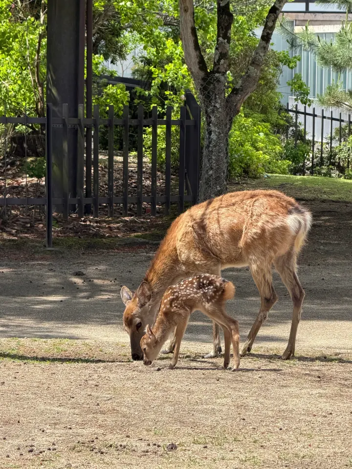 Zahme Hirsche mit Kitz in Nara