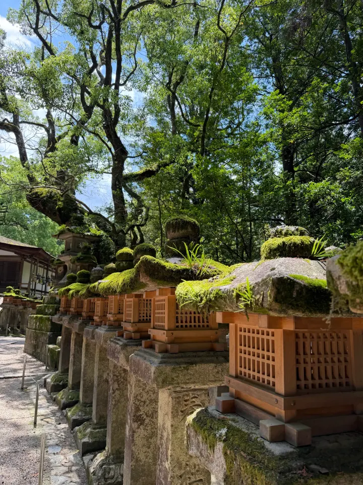 Bemooste Steinlaternen am Schrein, Nara