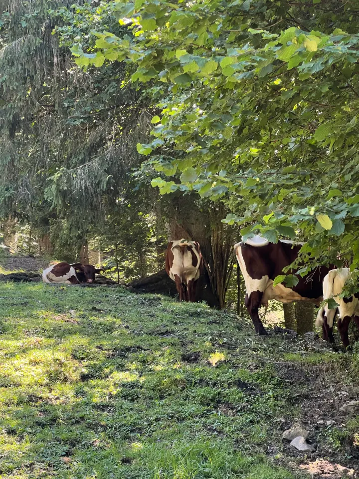 Foto von der Tour Grießbachklamm & Huberkreuz