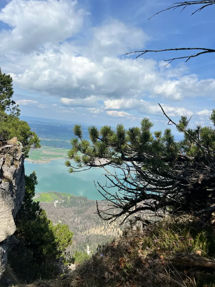 Tiefblick durch Kiefern auf den Walchensee