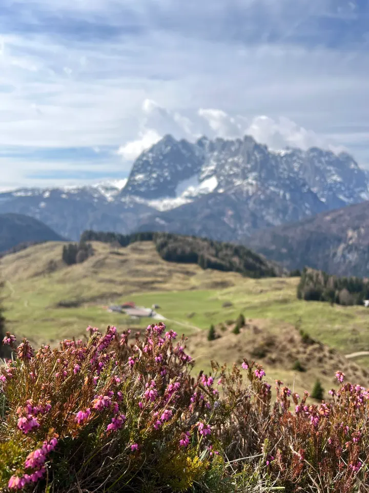 Blühende Erika mit Blick zum Kaisergebirge