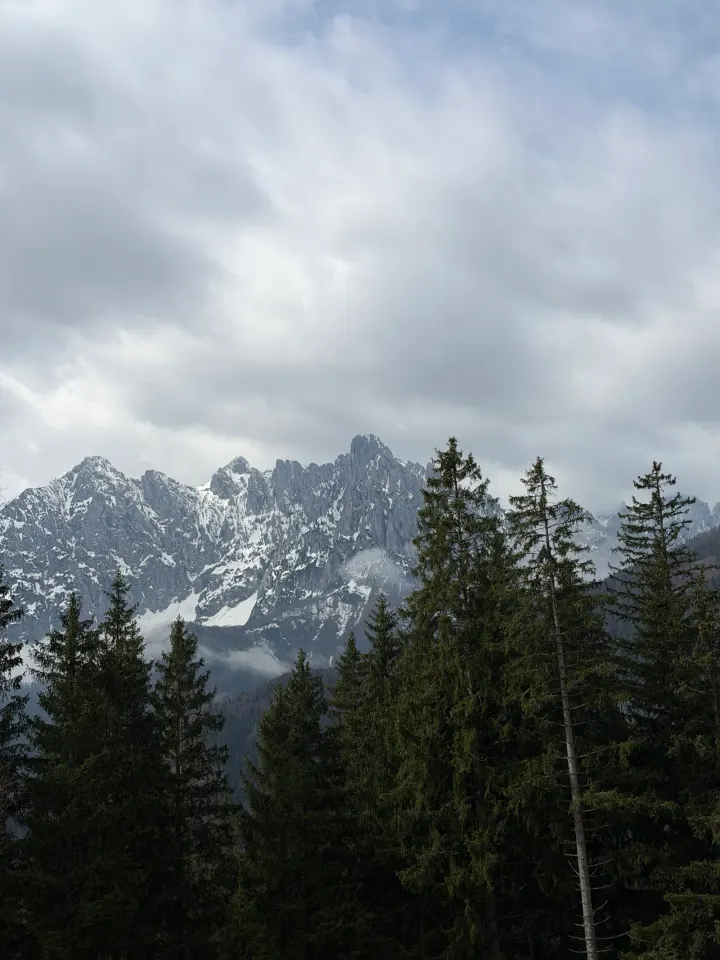 Blick durch den Wald zum verschneiten Wilden Kaiser