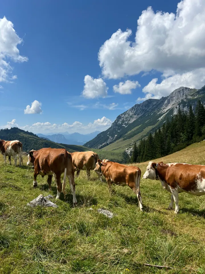 Foto von der Tour Schneebichl & Feldberg