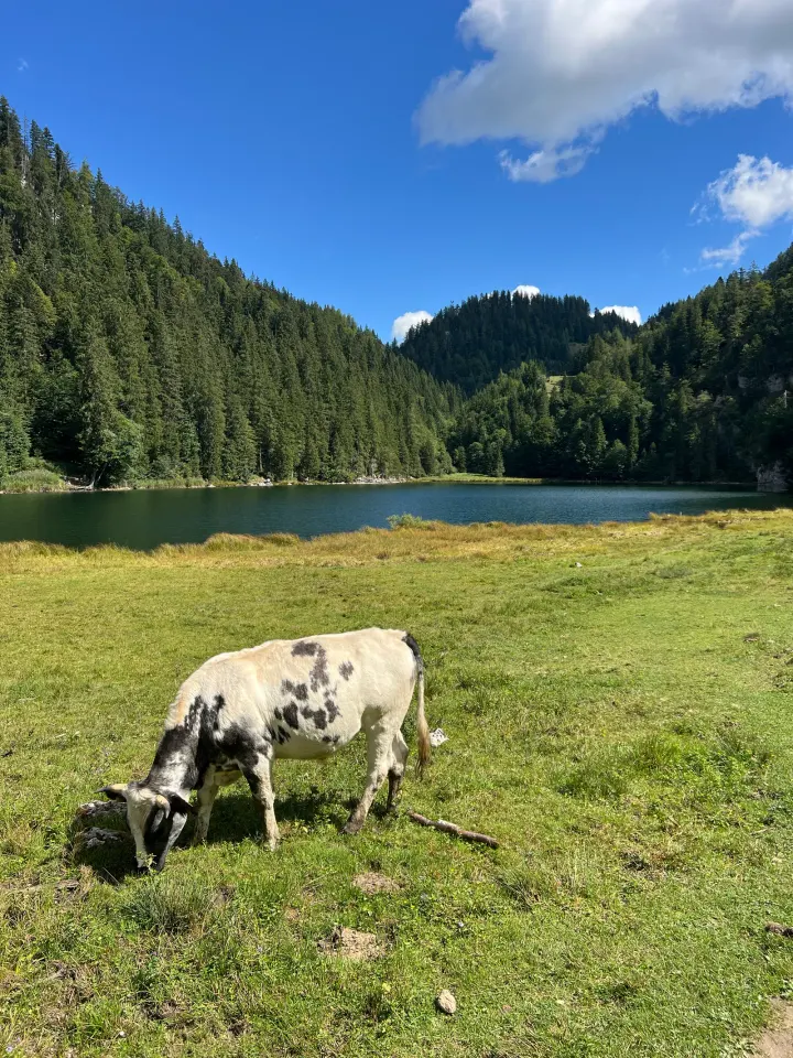 Foto von der Tour Stoibenmöseralm