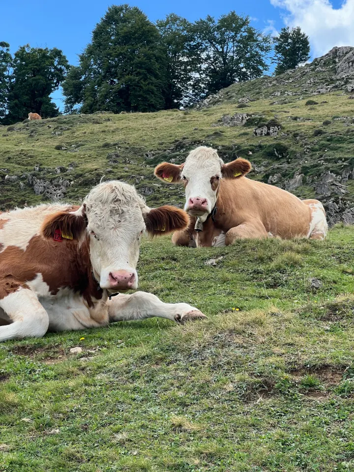 Foto von der Tour Stoibenmöseralm